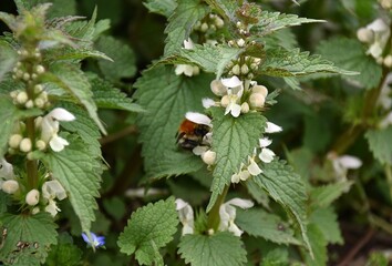 kwitnace zielone pokrzywy pokrzywy i owady wiosna © Iwona