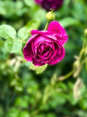 A beautiful rose blooming in the garden