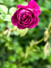 A beautiful rose blooming in the garden