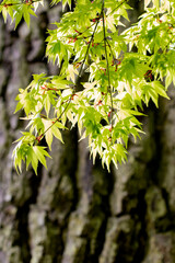 Japanese Maple in Spring