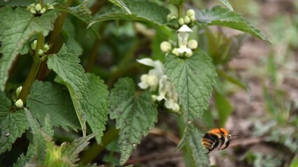 kwitnace zielone pokrzywy pokrzywy i owady wiosna © Iwona