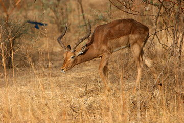 Impala (aepyceros melampus)