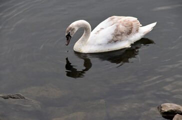 Białe łabędzie na wodzie © Iwona