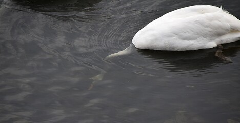 Białe łabędzie na wodzie © Iwona