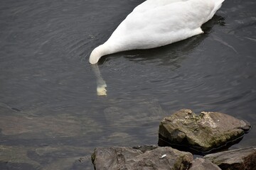 Białe łabędzie na wodzie © Iwona
