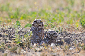 Burrowing Owl