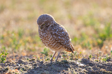 Burrowing Owl