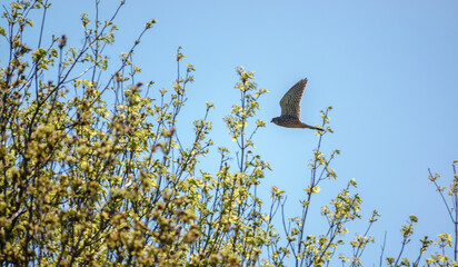 kestrel on the wing hunting prey on the ground below