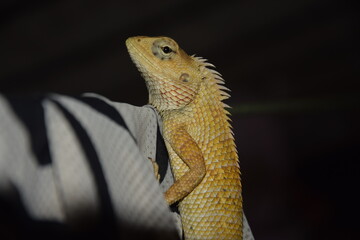  indian lizard species