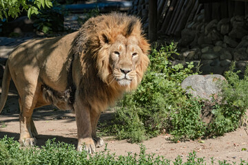 Asiatic Lion (Panthera leo persica) male