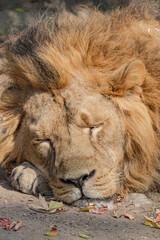 Asiatic Lion (Panthera leo persica) male