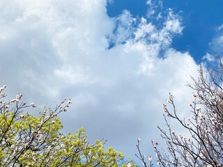 Cloudy sky and blooming  tree branches in spring garden. Idyllic springtime landscape. Heaven sunlight.