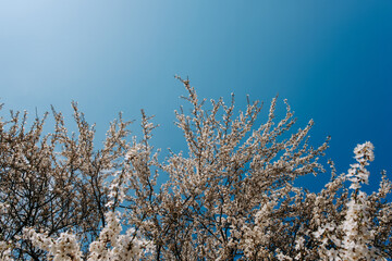 cherry blossom and the blue sky at spring