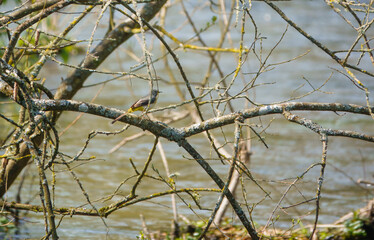 grey wagtail perches on a branch over the wiltshire river avon 
