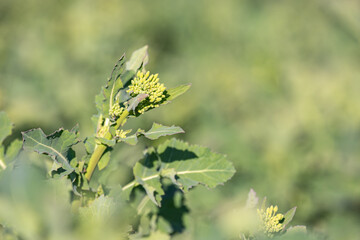 Green young rapeseed plant with unopened buds of inflorescence before blooming in rape field