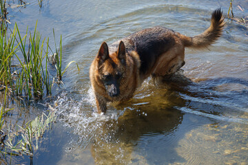 beautiful german shepherd alsation bitch plays in the clear waters of wiltshire river avon 