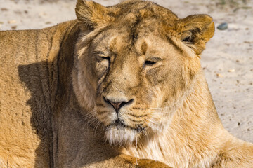 Asiatic Lioness (Panthera leo persica)