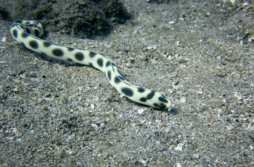 Snake Eel Hunting on Sandy Ocean Floor in Hawaii - 429868105