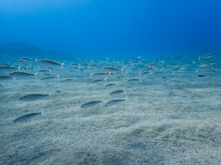School of striped goatfish swim over sandy ocean floor in clear blue water