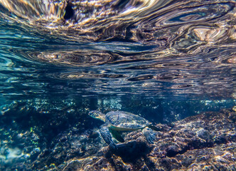 Abstract Shapes and Reflection Below Surface of Ocean with Turtle and Reef - 429868179