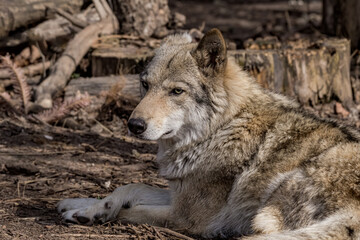 Gray Wolf (Canis lupus) in Russia