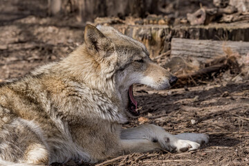 Gray Wolf (Canis lupus) in Russia