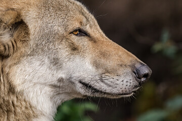 Gray Wolf (Canis lupus) in Russia