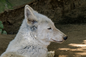 Gray Wolf (Canis lupus) in Russia