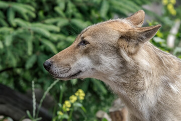 Gray Wolf (Canis lupus) in Russia