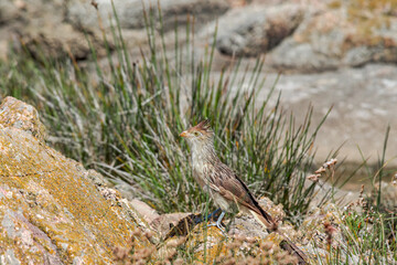 Guira Cuckoo (Guira guira) in park, Montevideo, Uruguay