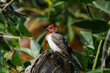 Red-crested Cardinal (Paroaria coronata) in park, Buenos Aires, Argentina