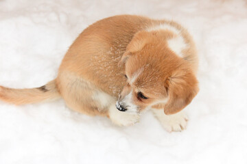 portrait of welsh corgi on a background of snow