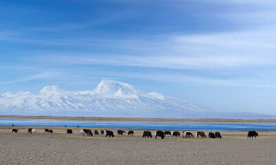 Gurla Mandhata Mount and herd of yaks on pasture near Manasarovar lake in Ngari, Western Tibet, China