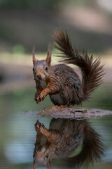  Eurasian red squirrel (Sciurus vulgaris)  in a pool of water  in the forest of Noord Brabant in the Netherlands. Green background.                                                      