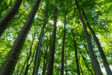 Croatia. Plitvice Lakes National Park. Dense green forest. Popular tourist spot. Listed as a UNESCO World Heritage Site