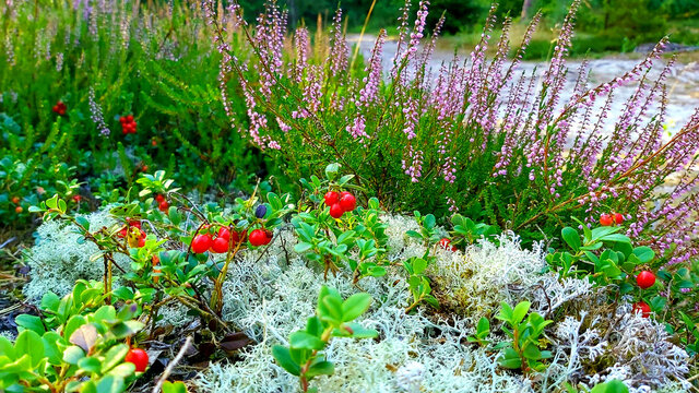 Kwiaty leśne kwitnące latem - runo leśne 