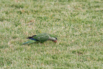 Monk Parakeet (Myiopsitta monachus) in park, Buenos Aires, Argentina