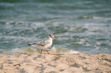 A seagull walks along the sandy shore of the sea
