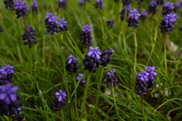 Close up blue color flower of Muscari armeniacum Grape hyacinth flowering wild plant on spring meadow 