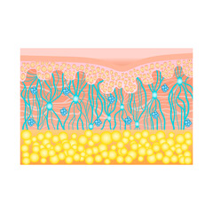 Human skin structure with collagen and elastane fibers, hyaluronic acids, fibroblasts. Schematic illustration. Layers of the human skin. Vector diagram
