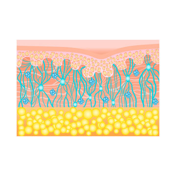 Human skin structure with collagen and elastane fibers, hyaluronic acids, fibroblasts. Schematic illustration. Layers of the human skin. Vector diagram