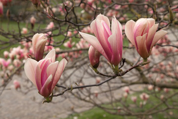 Obraz premium Magnolia on the streets of Berlin, spring 2021