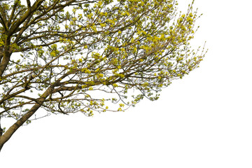 Cornelian cherry, known also as Cornus mas, isolated on white background