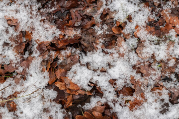 Schnee auf Eichenlaub
