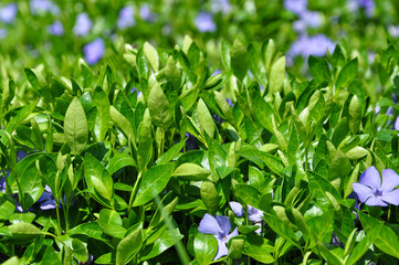 blue flowers in the grass