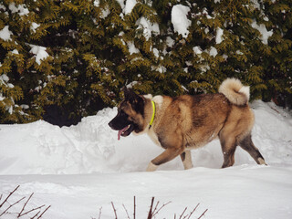 American Akita dog walks through deep snow