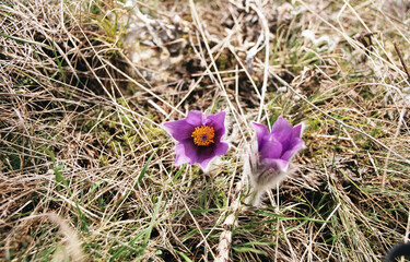 Pulsatilla flower in the spring in the forest