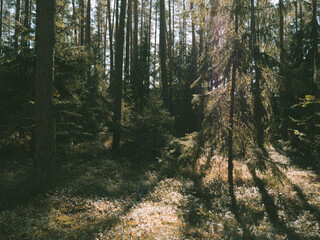 morning in the woods