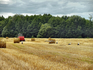 Fototapeta premium Storks on field