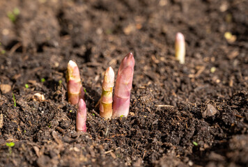 Asaparagus plants growing uncovered on farm field in spring